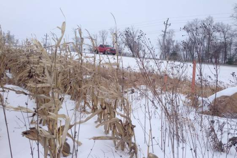 Snow_Corn