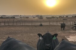 KS.Dust_.Storm_.GH3_.jpg