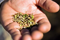 Growers will have access to hemp seed through GoodHemp at Arcadia Biosciences.