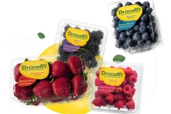 Driscoll's rebranded 2016 berry packaging