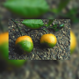 Pictured are two mandarin oranges afflicted with huanglongbing, also known as citrus greening. 