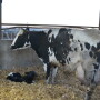 Fresh cows should be checked daily to help identify problems quickly.