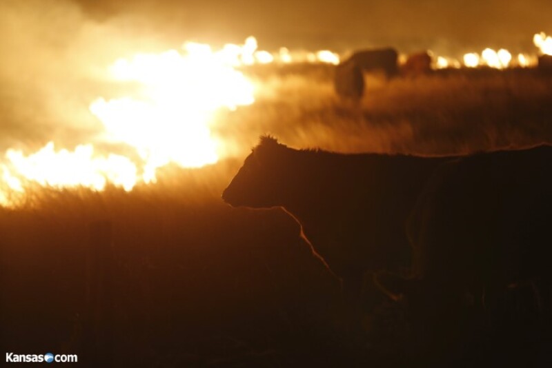 As many as 10,000 cattle died as a result of the wildfires.