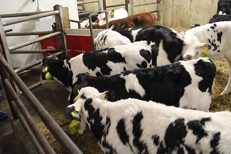 DT_Calves_Automated_Feeder
