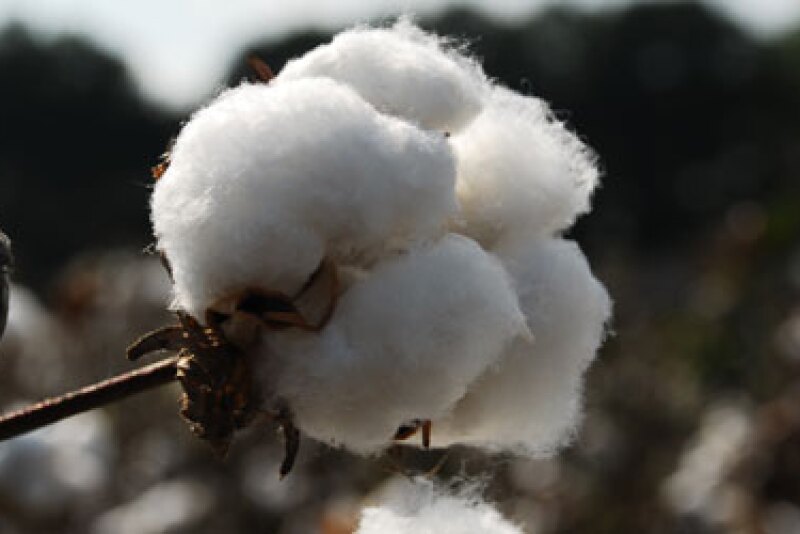ICE cotton futures rose to their highest in nearly a week on Tuesday, propelled by fears of damage to the natural fiber crop in the delta region due to heavy rains.