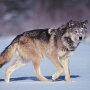 Gray wolf