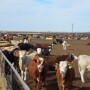 BT_Feedlot_Cattle_Texas