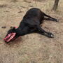 Photo of mutilated cow posted to Fee Stubblefield's Facebook page.