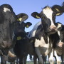Holsteins