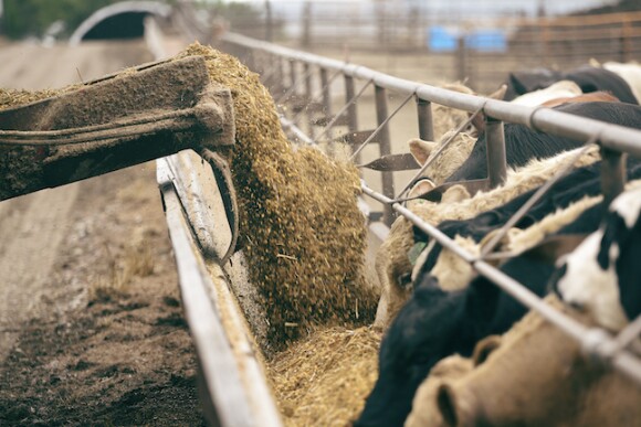 Cattle feeding at a trough.