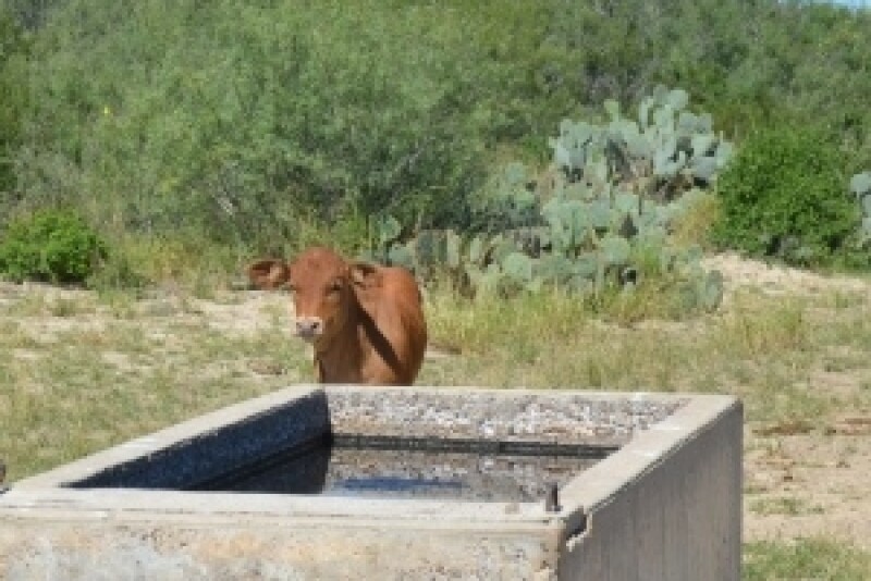 Water Tank Calf