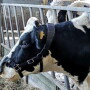Now there is a new way to help cows transition into the dry period more comfortably with Bovikalc Dry — an oral mineral bolus designed to decrease dry matter intake and reduce milk production.