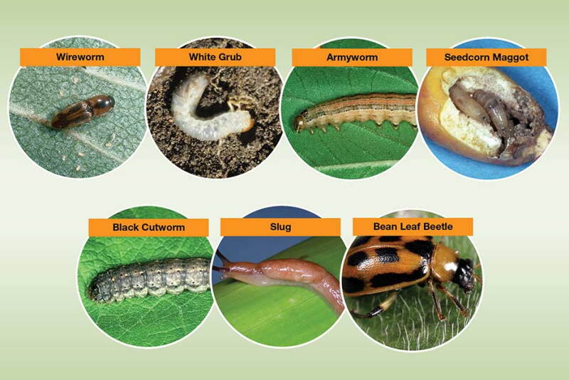 Avoid yield losses by scouting and addressing insects