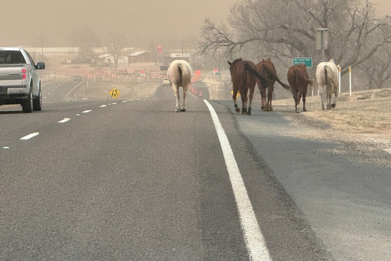 Horses wildfire.jpeg