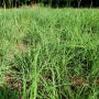 Big Bluestem