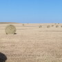 North Dakota hay field