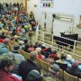 heifer auction