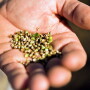 Growers will have access to hemp seed through GoodHemp at Arcadia Biosciences.