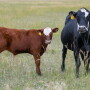 Cow with Calf - PC: Troy Walz