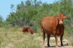 BT_South_Texas_Cow