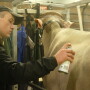 Youth spend countless hours practicing their craft to get animals just right for the show.