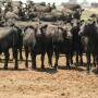 Fed cattle prices retreating