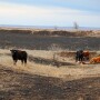 TFB cattle fire.jpg