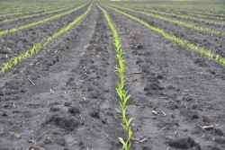For applications on Enlist corn, Assure II can be applied in V2-V6 growth stage. 