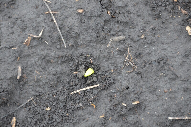 What is your seed quality?