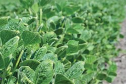 Dicamba damage