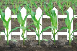 Precise Planting