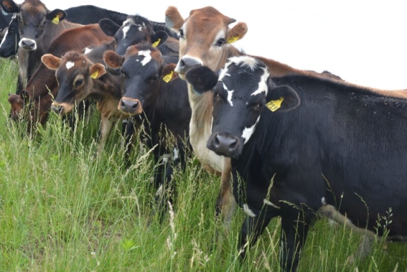 DT_Dairy_Heifers_Pasture