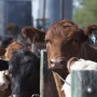 Feedyard margins are improving