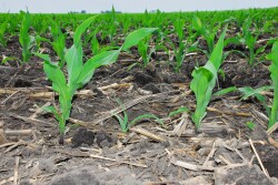 Use actual stand and projected ear counts to see if a stand can be saved or if you should replant.