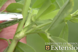 Alfalfa_Weevil