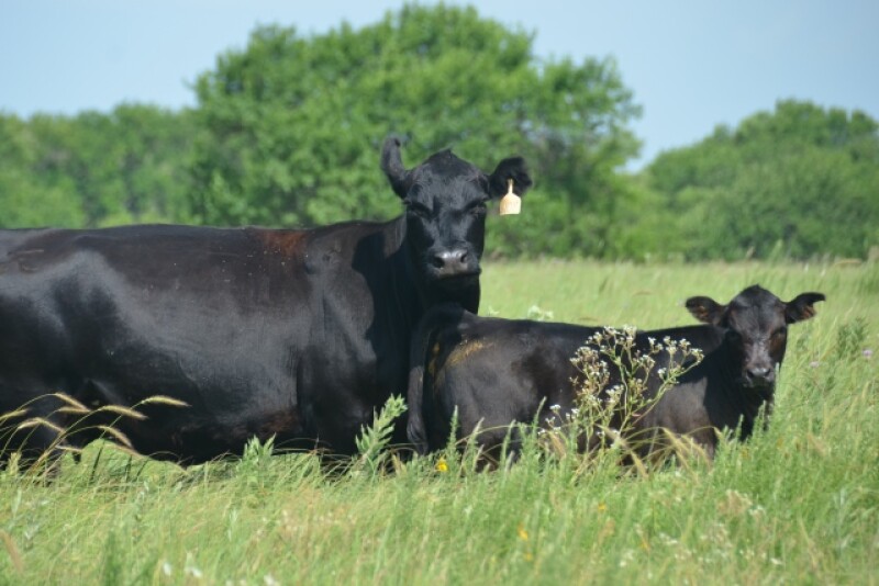 BT_Angus_Cow_Calf