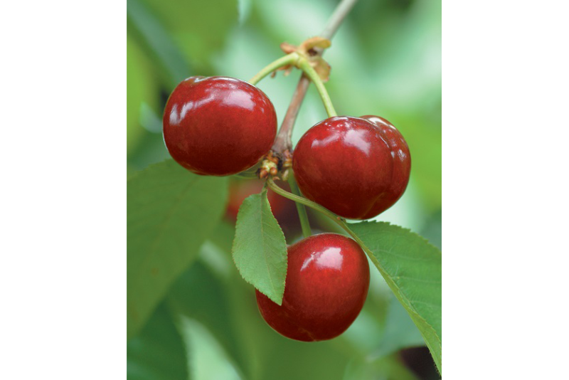 Chilean cherries
