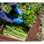 Sambrailo celery.png