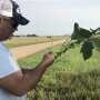 Chip Flory checks pods on the Western leg of Crop Tour.