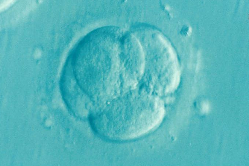 Embryo