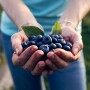 Blueberries in hands in a field