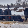 Drylot Cows with Calves