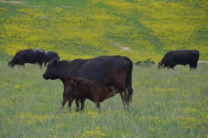 BT_Cow_Calf_Kentucky_Fescue