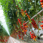 Wholesum greenhouse tomatoes