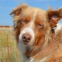 Dog_Australian_Shepherd