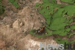 Stranded cattle following 7.8 magnitude earthquake in New Zealand.