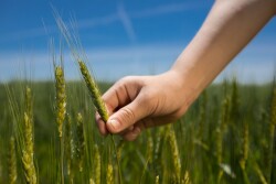 The program uses key outcomes and provides side by side quality comparisons in order to comprehensively understand how regenerative agriculture affects the quality of wheat.