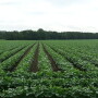 Soybeans Miss cc070114