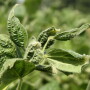DICAMBA_2