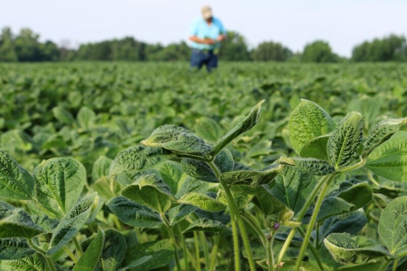 Farmers in at least 10 states are involved in lawsuits claiming various levels of loss and damage due to dicamba-tolerant technology.